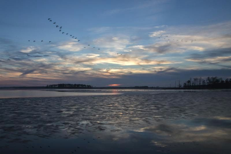 Duck Stamps Help Protect 2,614 Acres at Blackwater