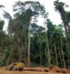 Habitat Destruction and Pandemics