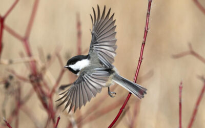 A Vivid Illustration