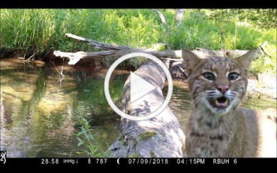 Unseen Corridors. Changes, Part 2